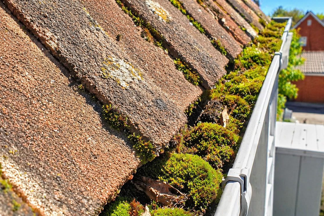 roof moss in guttering